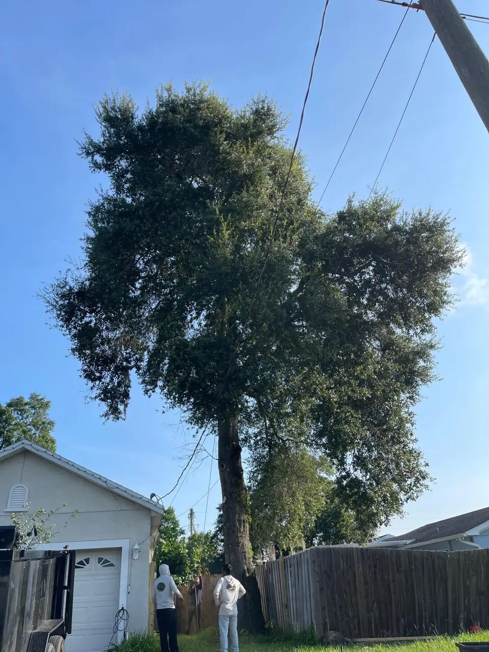Large residential tree in Deltona before sectional removal