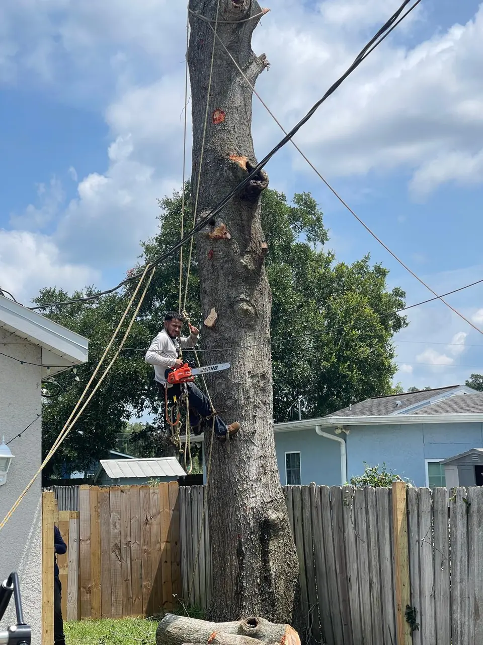 Controlled residential tree removal in progress near a Deltona home