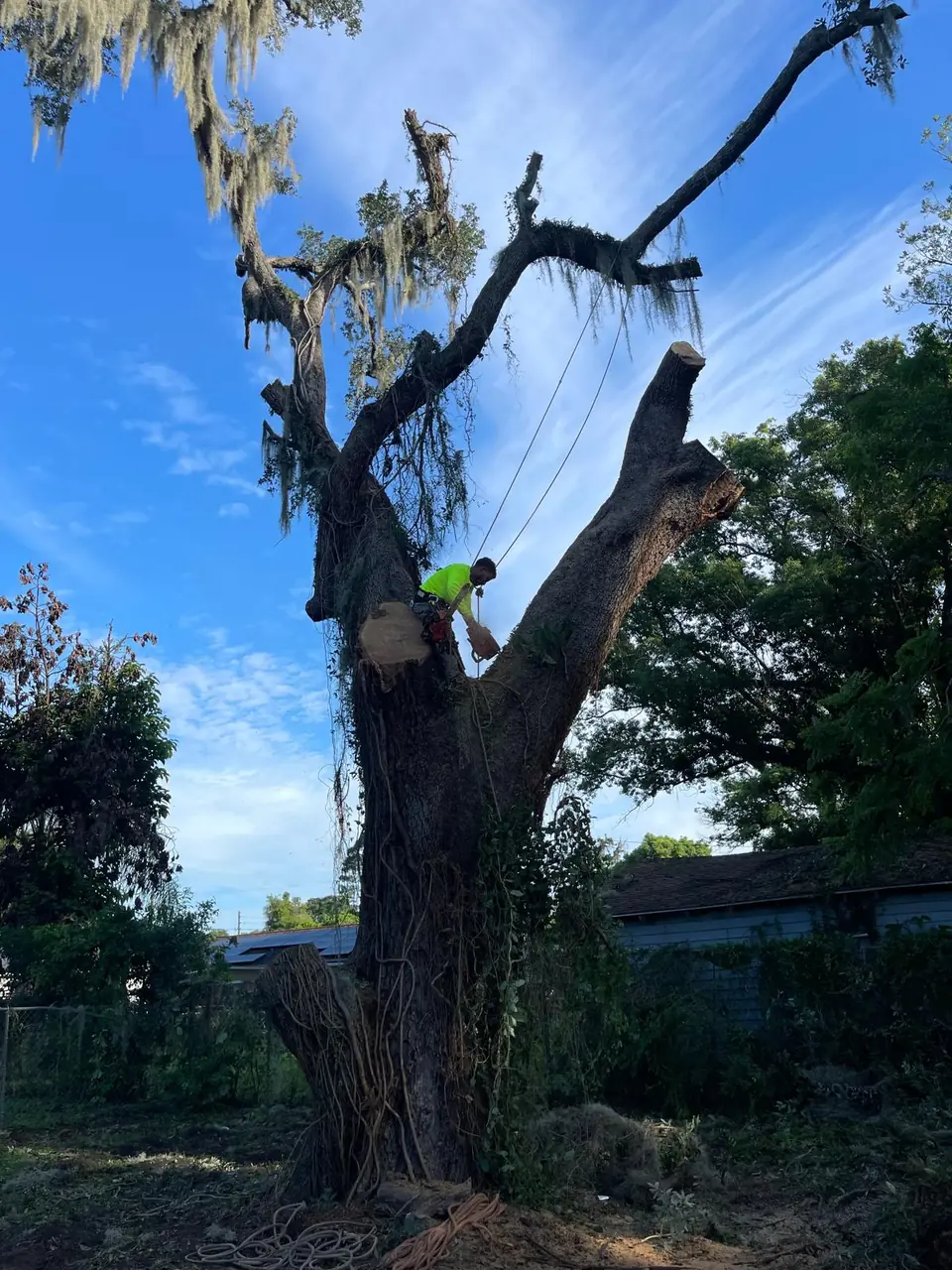 OP Tree Services climber performing controlled large tree removal in Ocoee