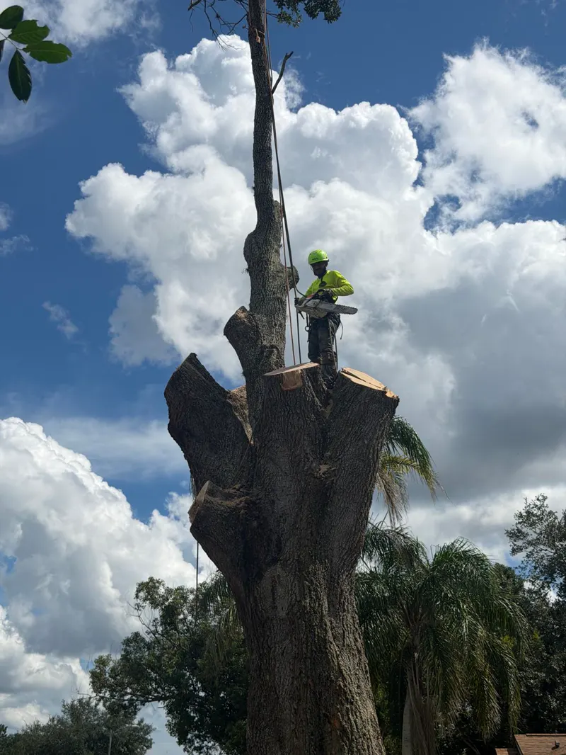 OP Tree Services climber removing branches from a large tree in Orlando