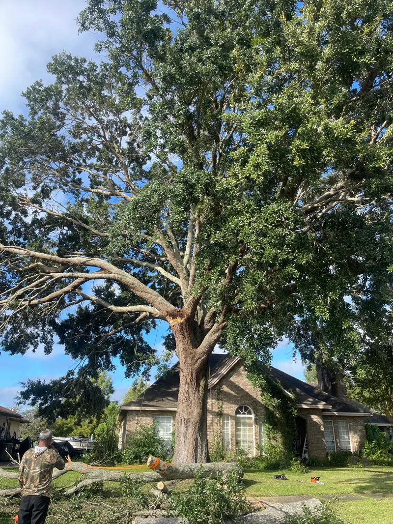Large tree beside an Orlando home during the early stages of removal