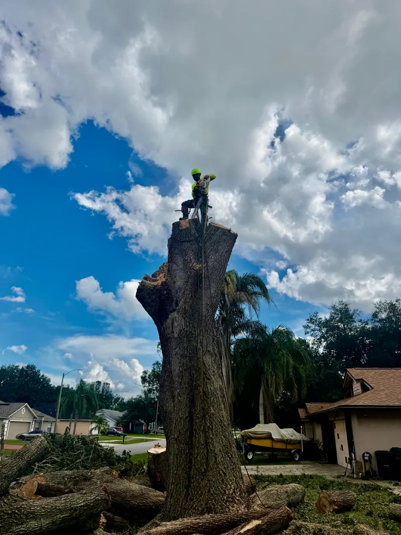 Tree removal in progress with cut sections on the ground in Orlando